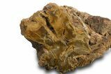 Triassic-Age Petrified Wood Log - Madagascar #378887-2